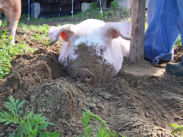1.Piggy Dripper help - tired gilt crop June 2014 .jpg