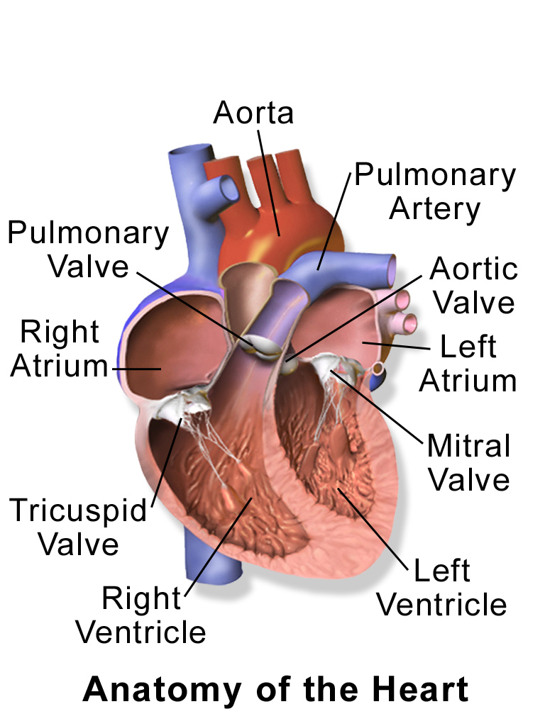 Blausen_0462_HeartAnatomy.png
