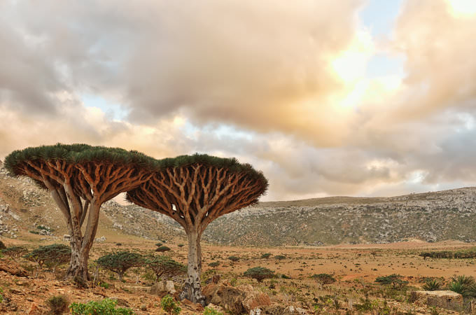 Socotra-Island-in-Yemen-6.jpg