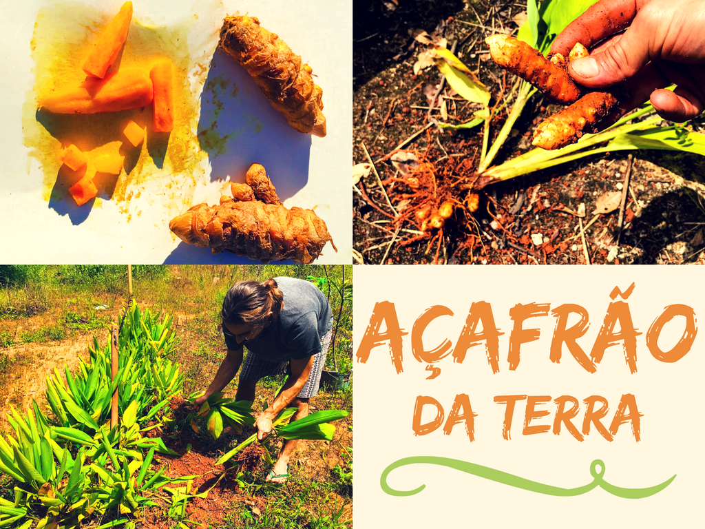 Açafrão-da-terra (Curcuma) 🧡 Fácil de cultivar / Saboroso / Saudável 🇧🇷  — Steemit