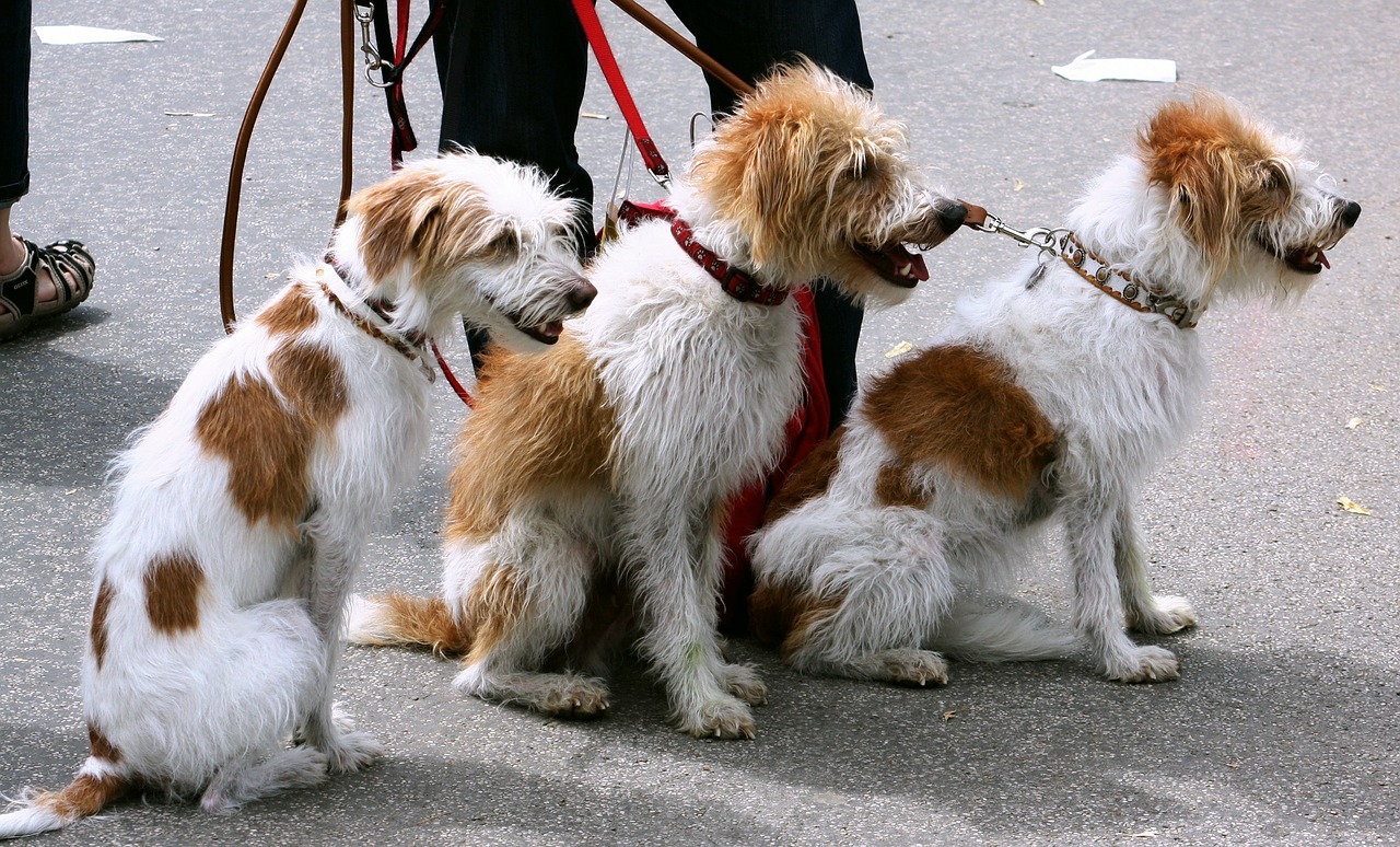 dogs-91689_1280.jpg