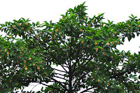 1280px-Kadam_(Neolamarckia_cadamba)_tree.jpg