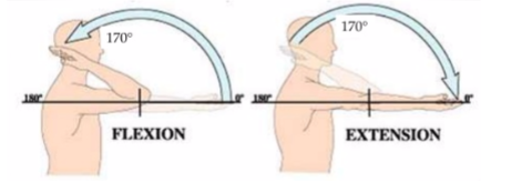 flexión-extensión-codo.png