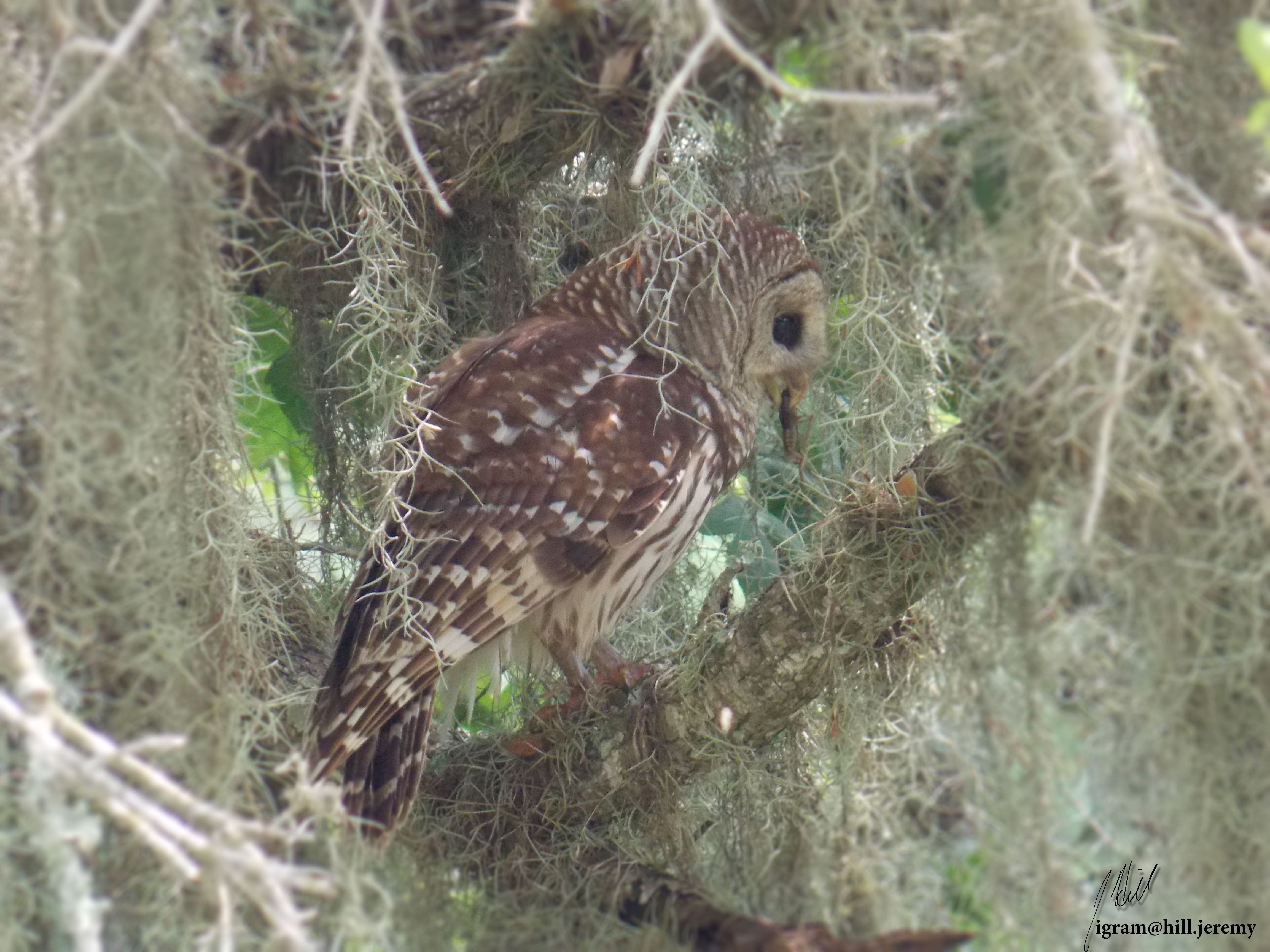 CrawfishDinnerOwl.jpg