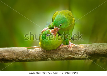 stock-photo-parrot-love-yellow-crowned-amazon-amazona-ochrocephala-auropalliata-pair-of-green-parrot-722622229.jpg