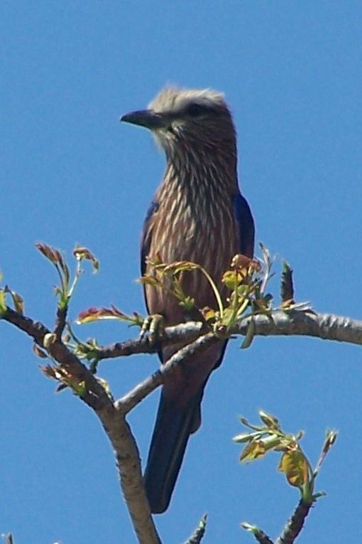 KNP Satara-Lower Sabi 2009 264a.jpg