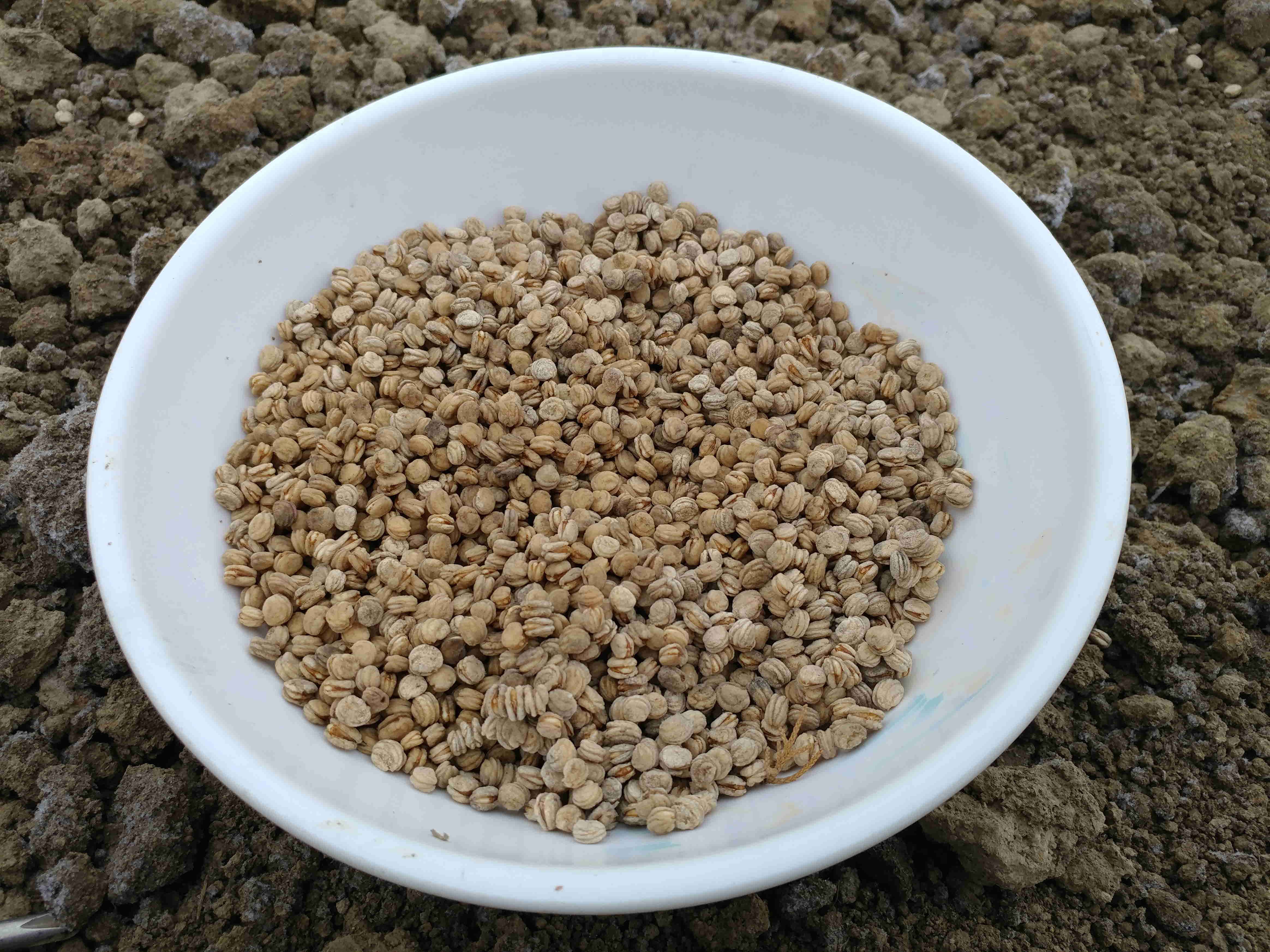 인삼파종기 인삼씨앗파종 인삼파종방법 인삼심기 인삼재배 인삼농사 삼남자 보은군 개갑인삼씨앗 (22).jpg