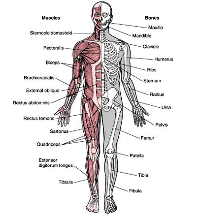 sist locomotor.jpg