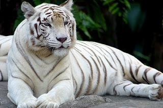 The Animals Rarely Seen White Steemit