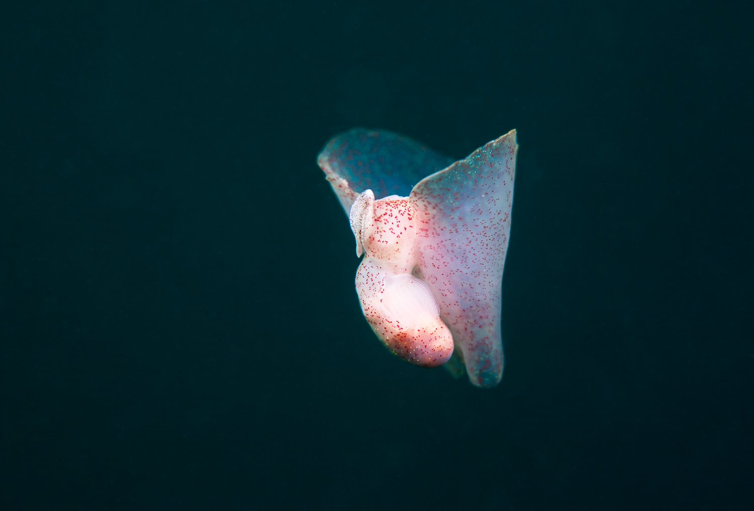 sea slug with wings