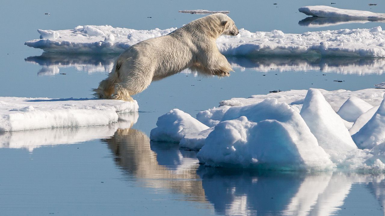 Polar_bear_(Ursus_maritimus)_in_the_drift_ice_region_north_of_Svalbard.jpg