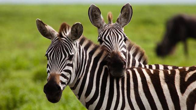 zebra facts.jpg.653x0_q80_crop-smart.jpg