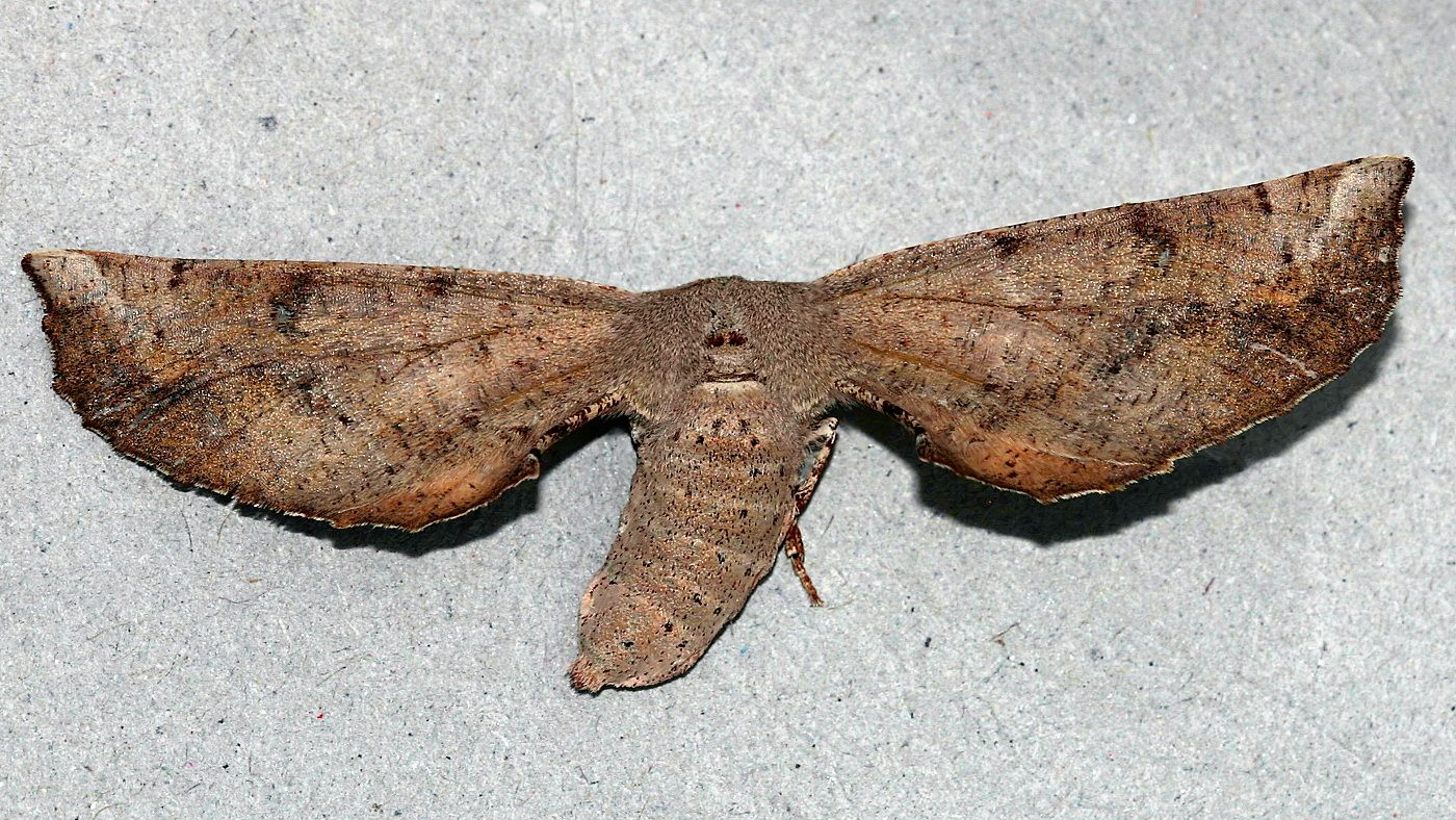 Geometridae Circopetes obtusata-BY n2.jpg