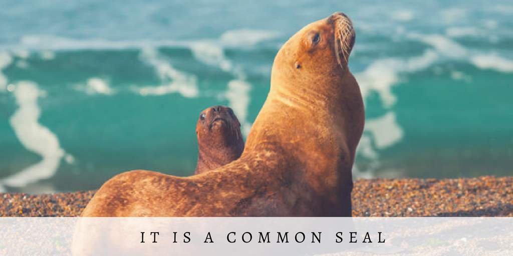 Green and Yellow Photo Quotes Fall Twitter Post (26).png