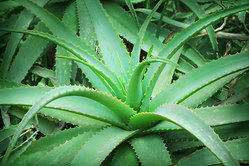 aloe-vera-plants-250x250.jpg