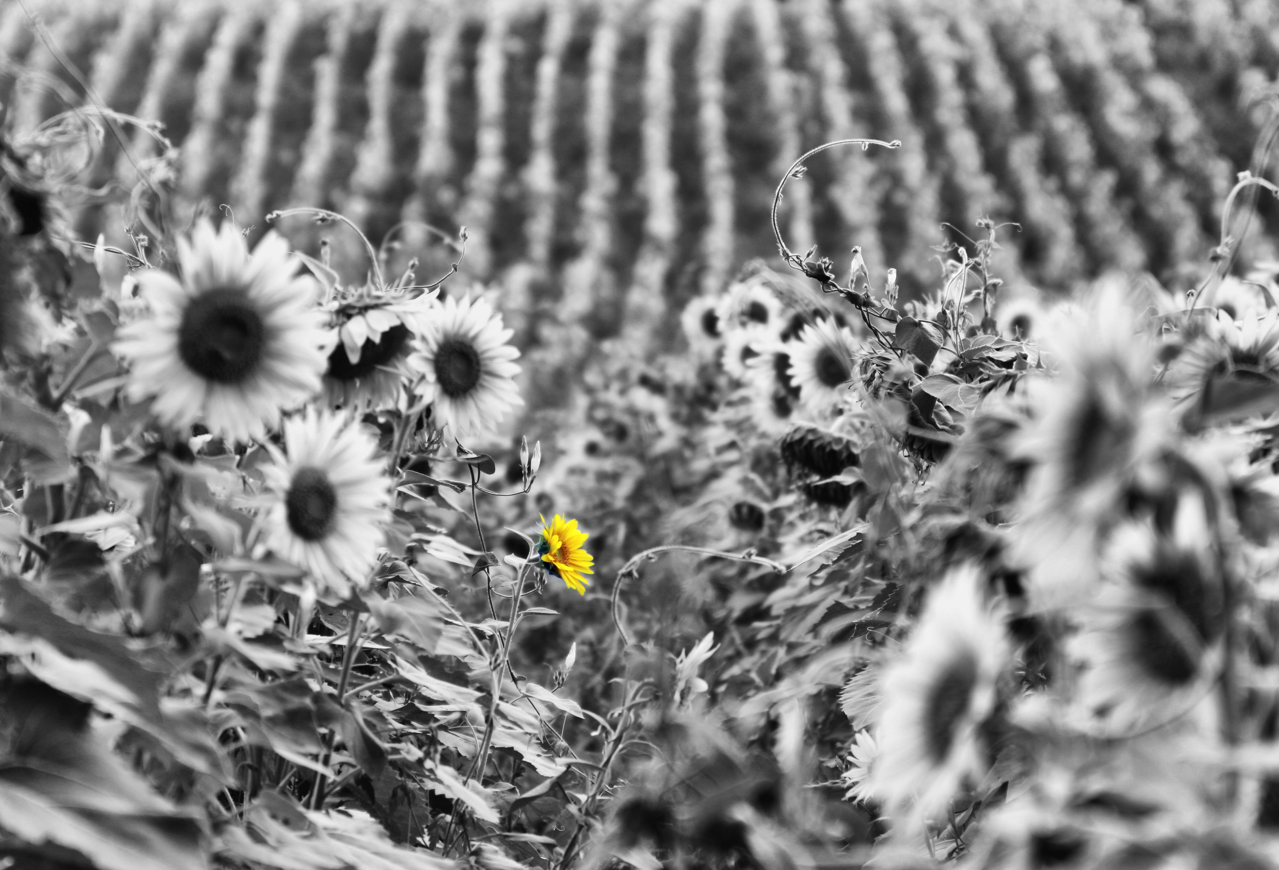 Sun Flowers B&W.jpg
