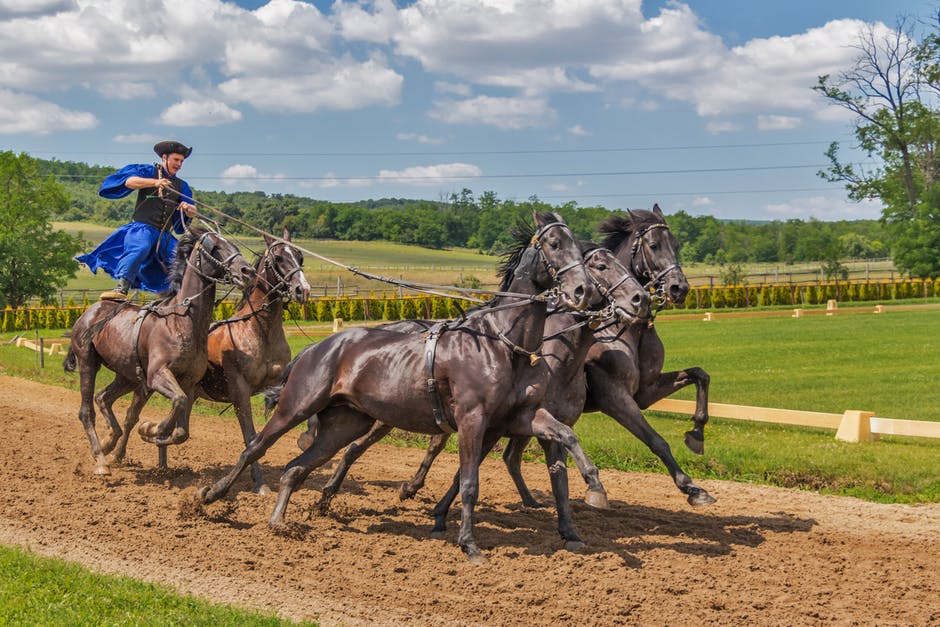 horses-horse-animal-tradition-53489 (1).jpeg