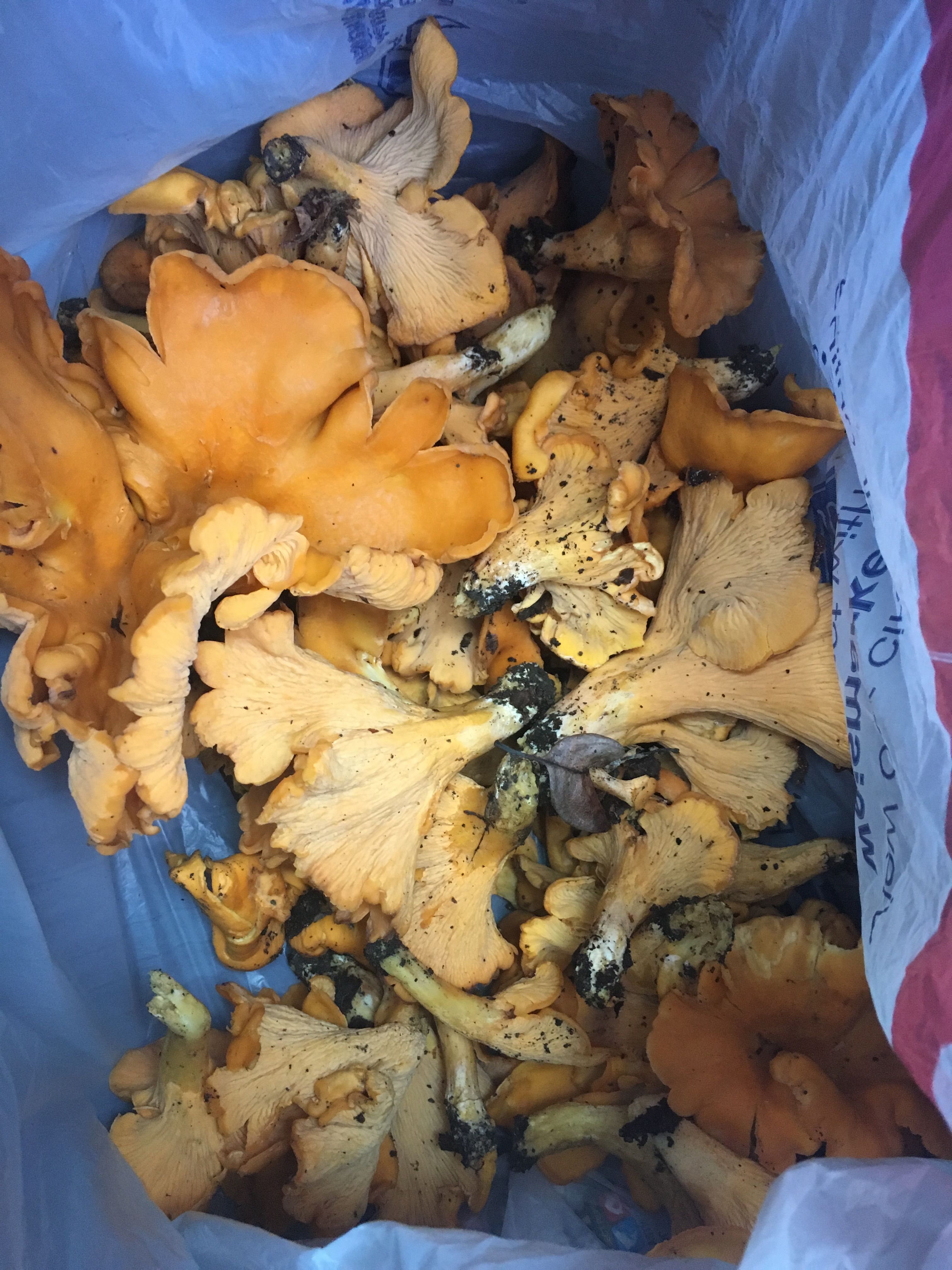 chanterelles5.jpg