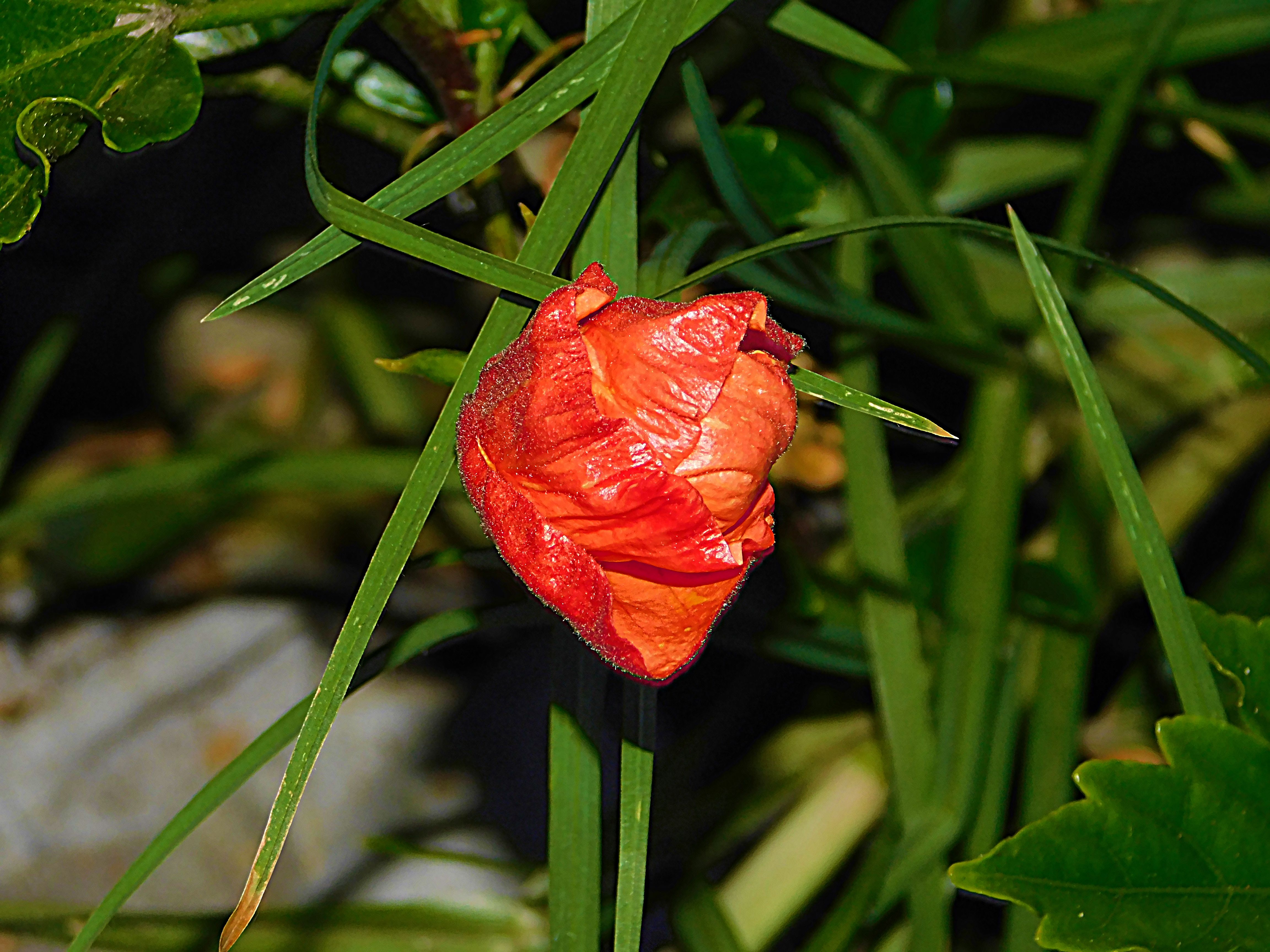 flowers of paradise, nature, photography by jeronimo rubio, all rights reserved, 2018 (307).JPG