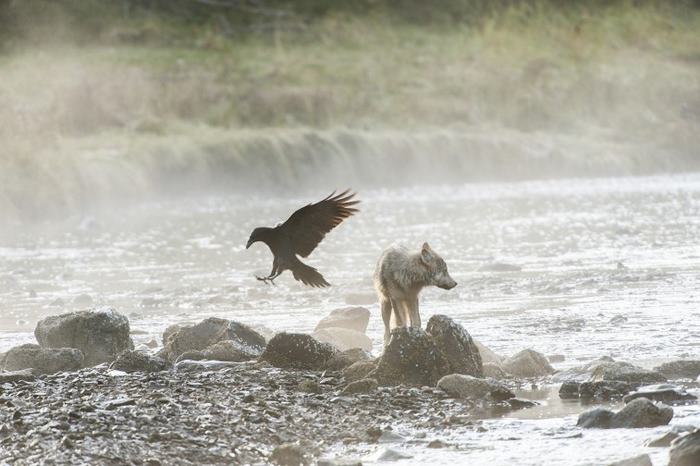 swimming-sea-wolves-pacific-coast-canada-ian-mcallister-1.jpg