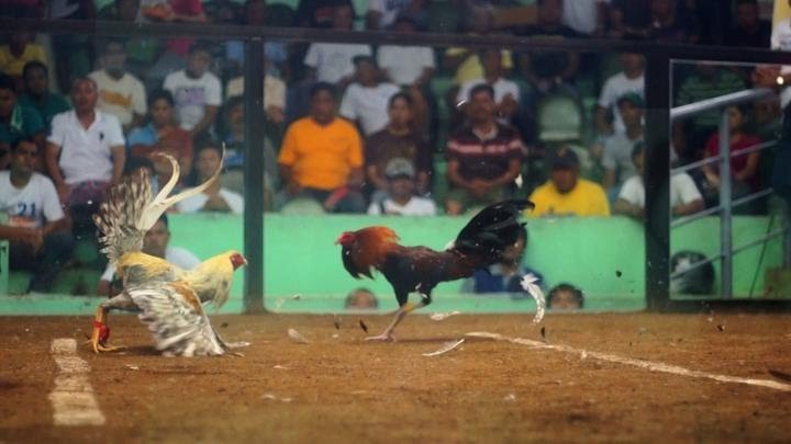 cockfighting-in-the-philippines-1424131203.jpg