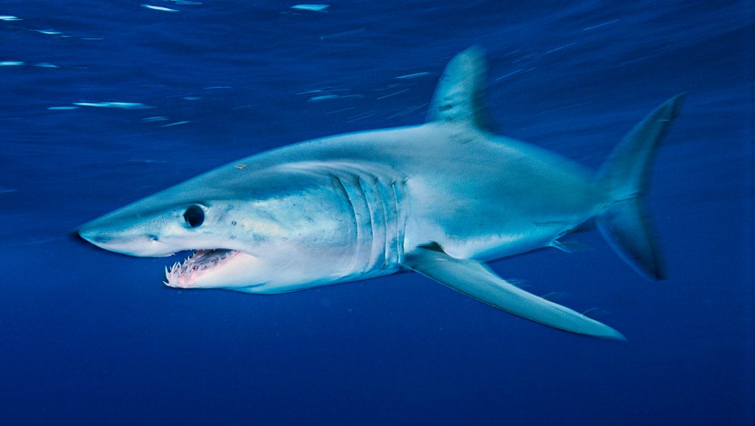 tiburones-mako-o-de-aleta-corta.jpg