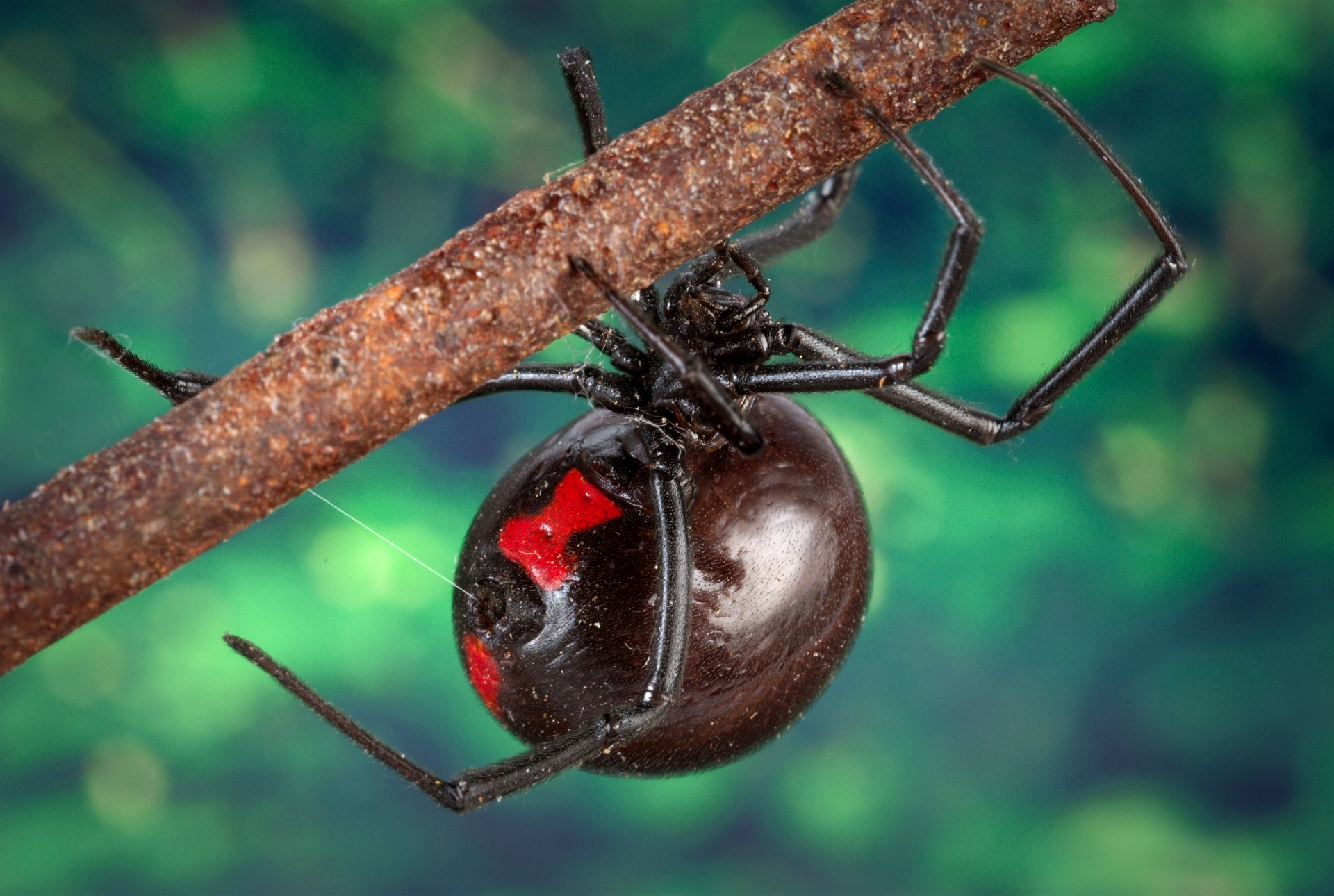 black-widow-spider-1326928.jpg