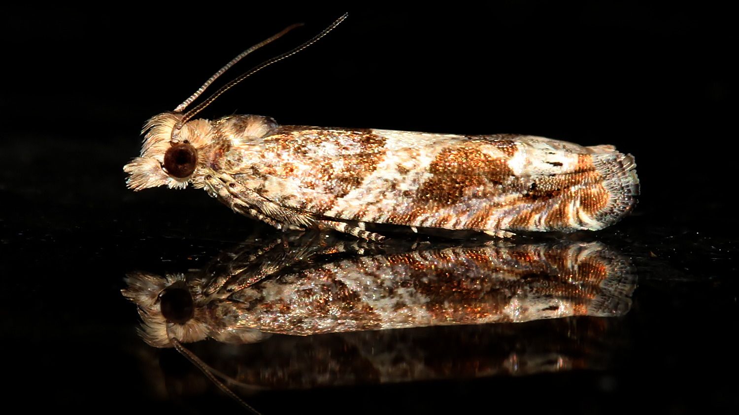 Insects Lepidoptera Tortricidae BY MV Tas 2018-01-21.jpg