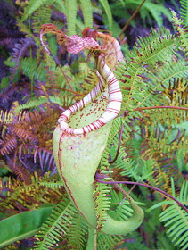 361px-Nepenthes_maxima_Sulawesi1.jpg