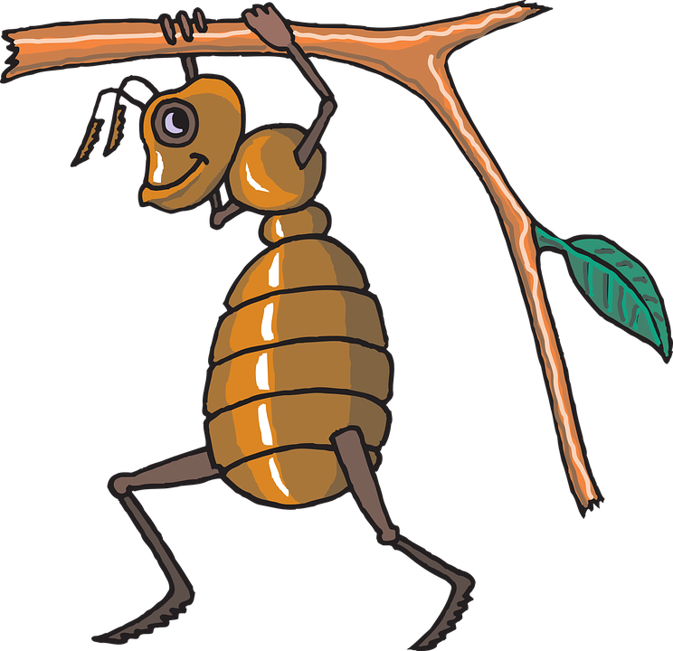 ant-44586_960_720.png