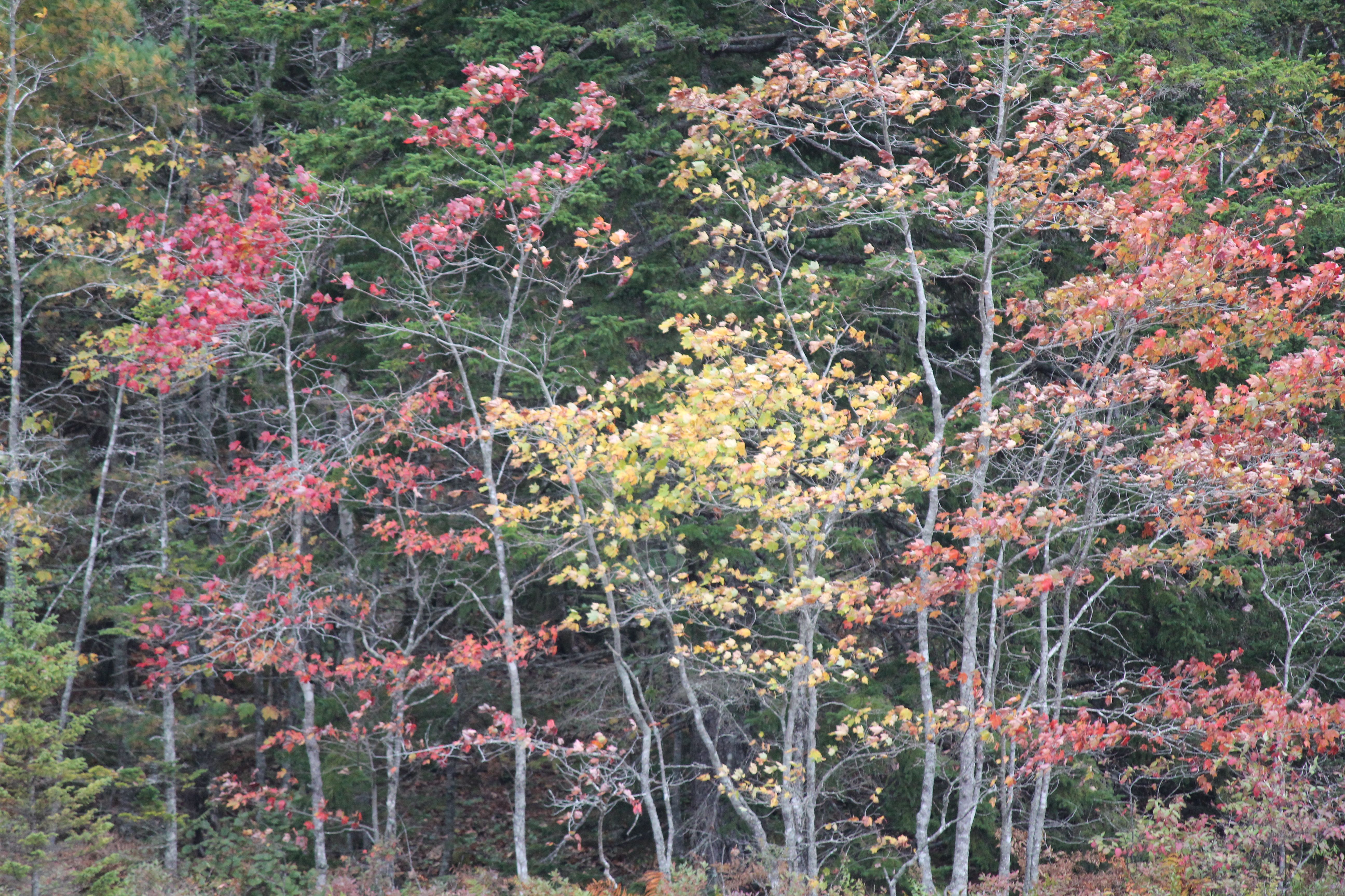 IMG_9914.JPG