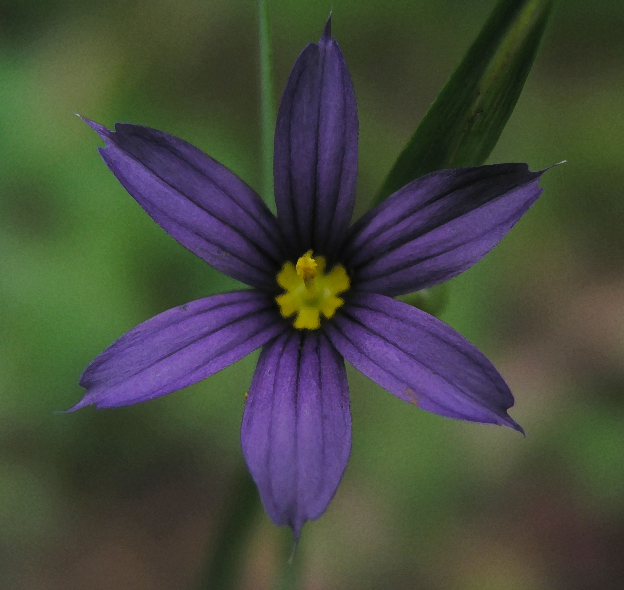 A Purple Wild Flower.png