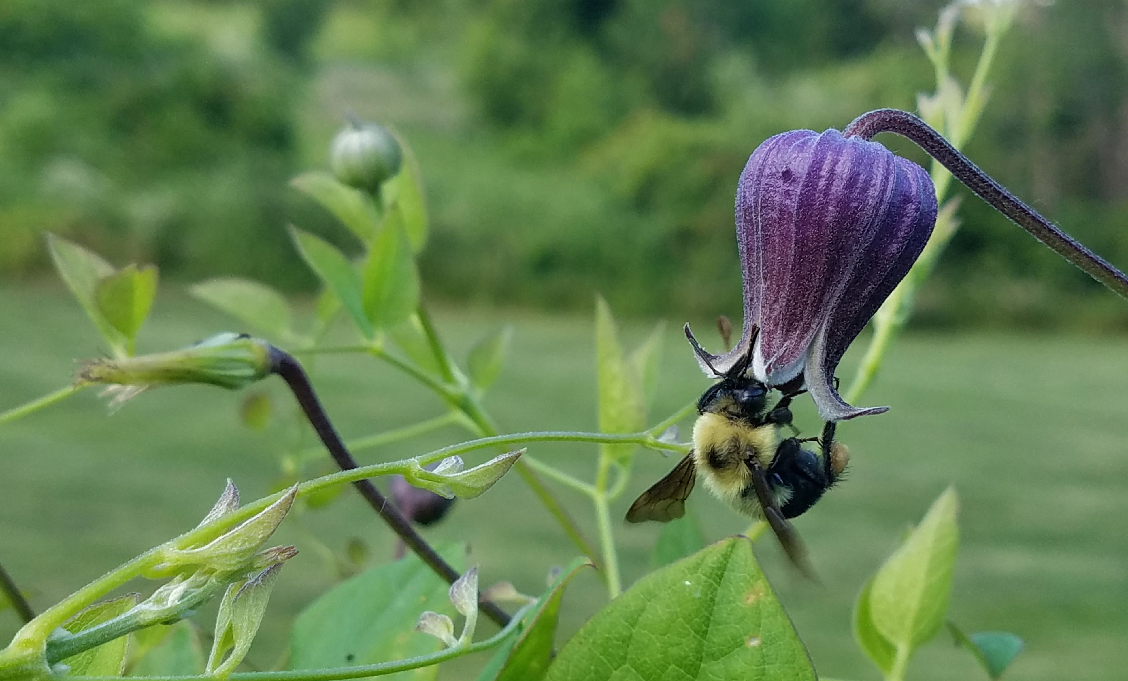 bee.on.bloom.jpg