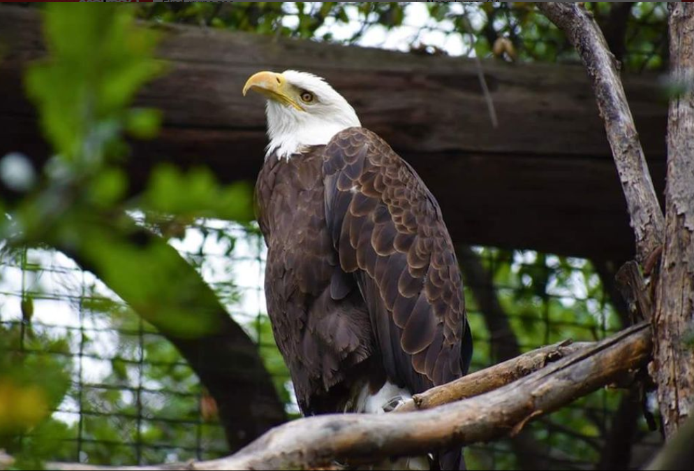 Local zoo eagle.PNG