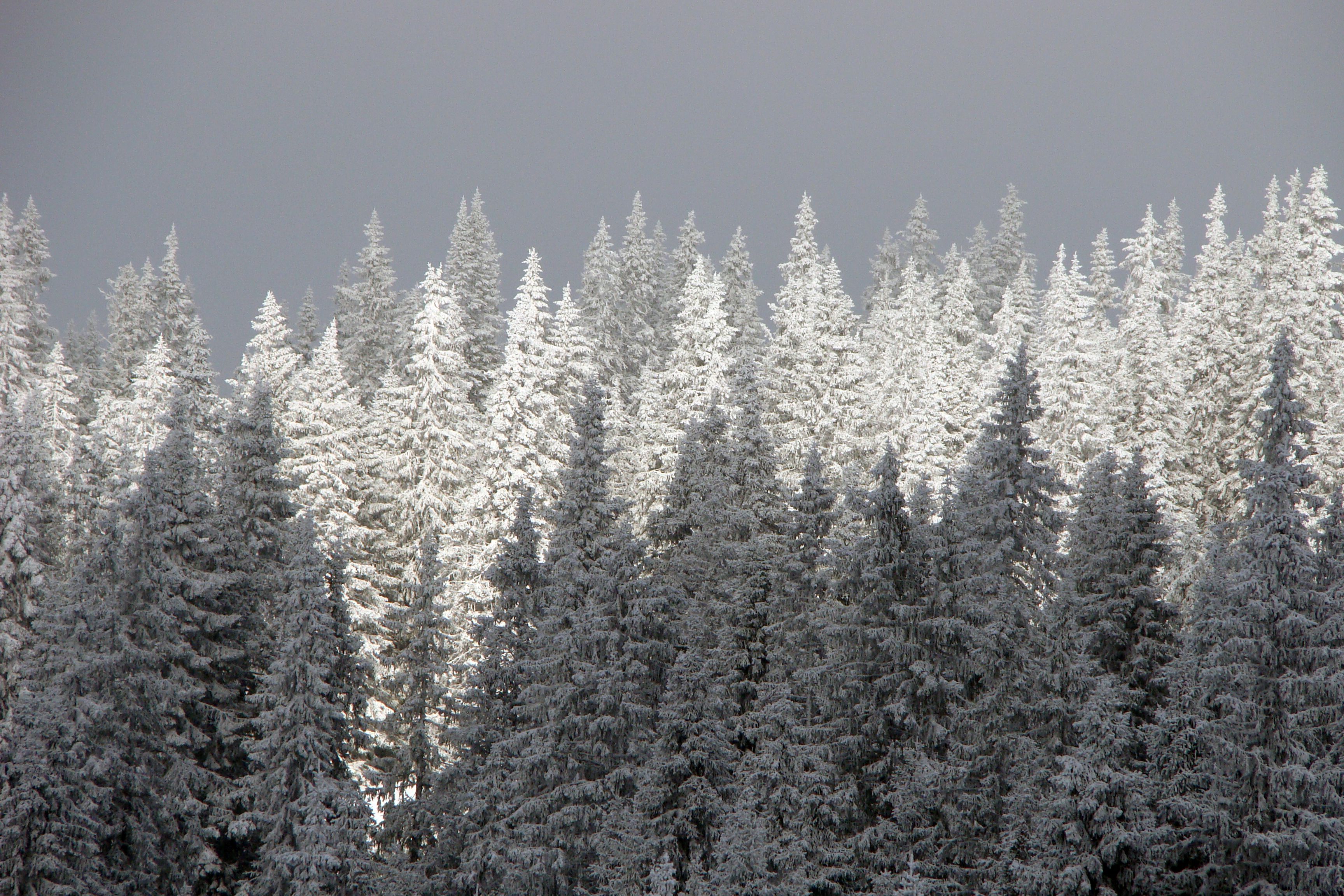 Winter trees 1.JPG