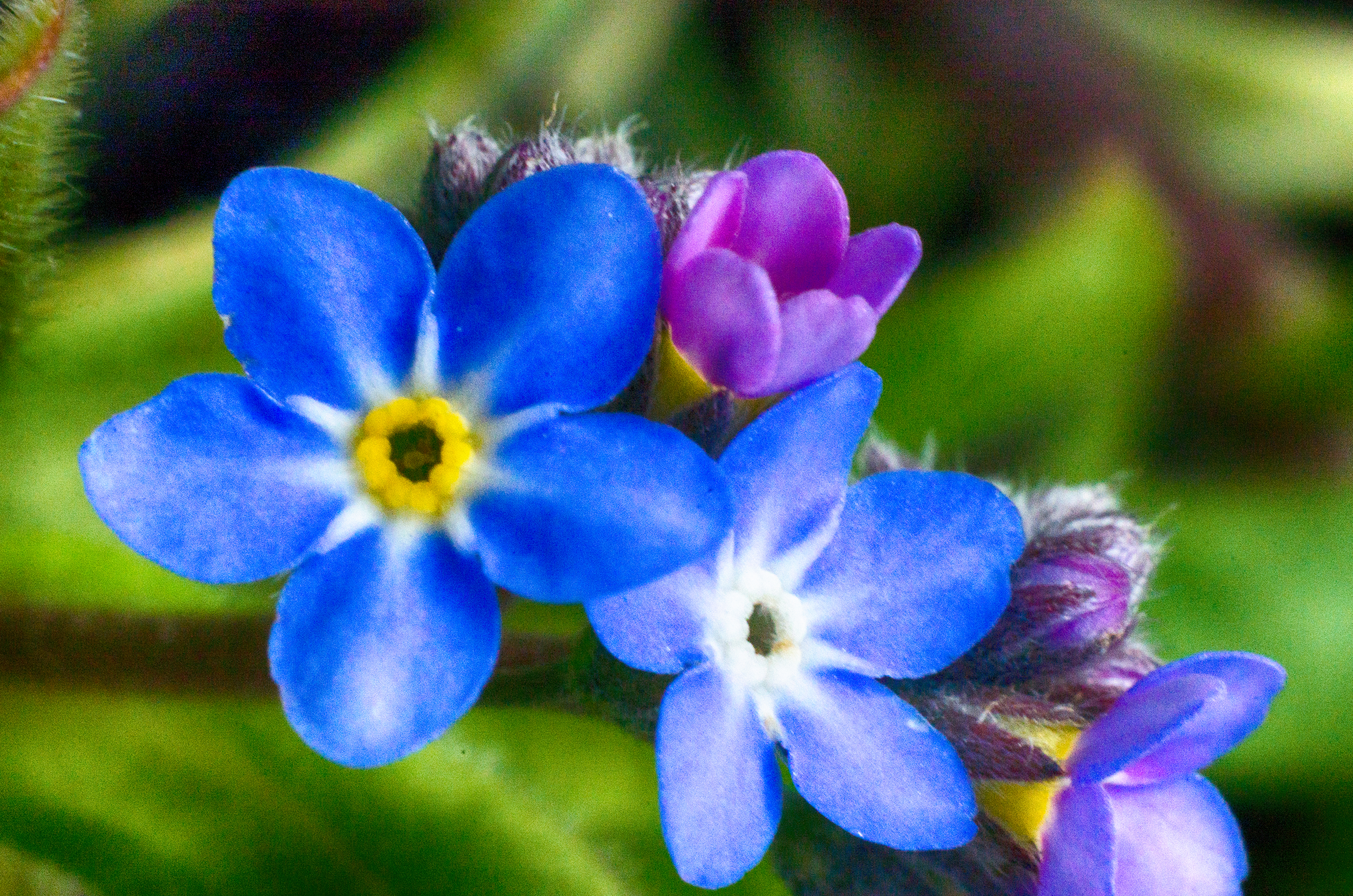 niebieskikwiatek.jpg