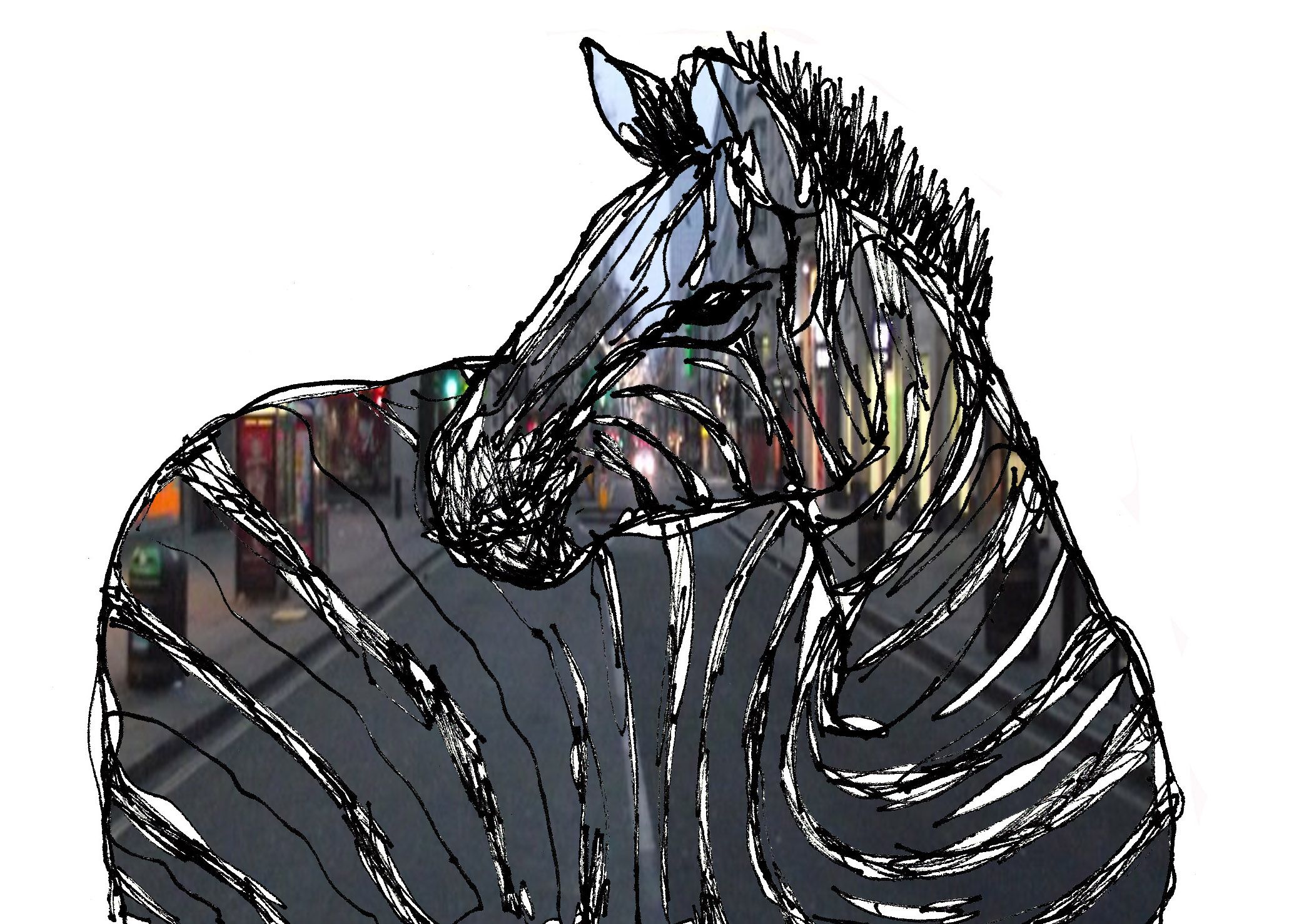 Zebra 001.jpg