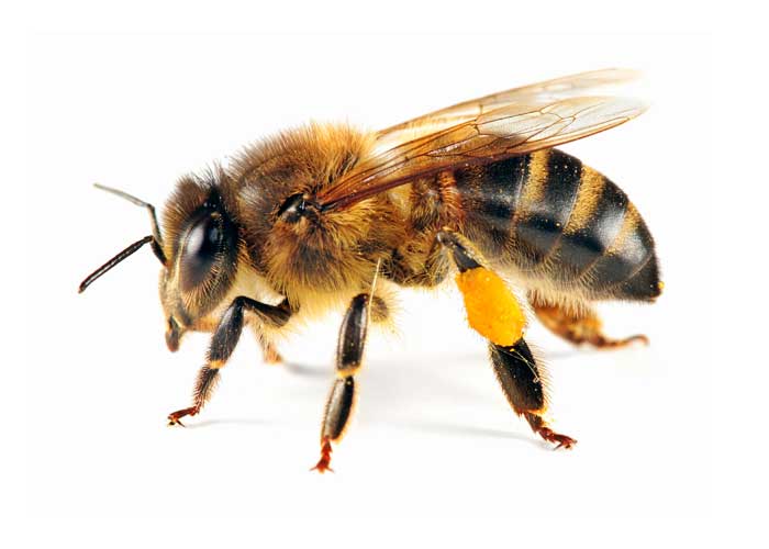 393851-honey-bee.jpg
