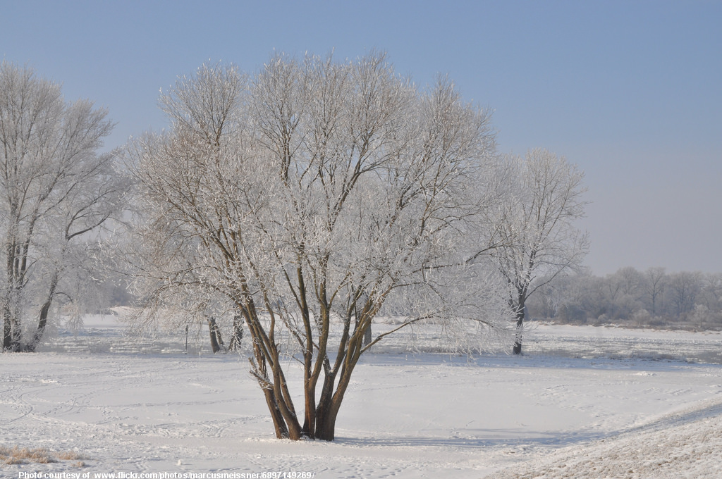 IcyTreeInSnowInWinter-001-010118.jpg