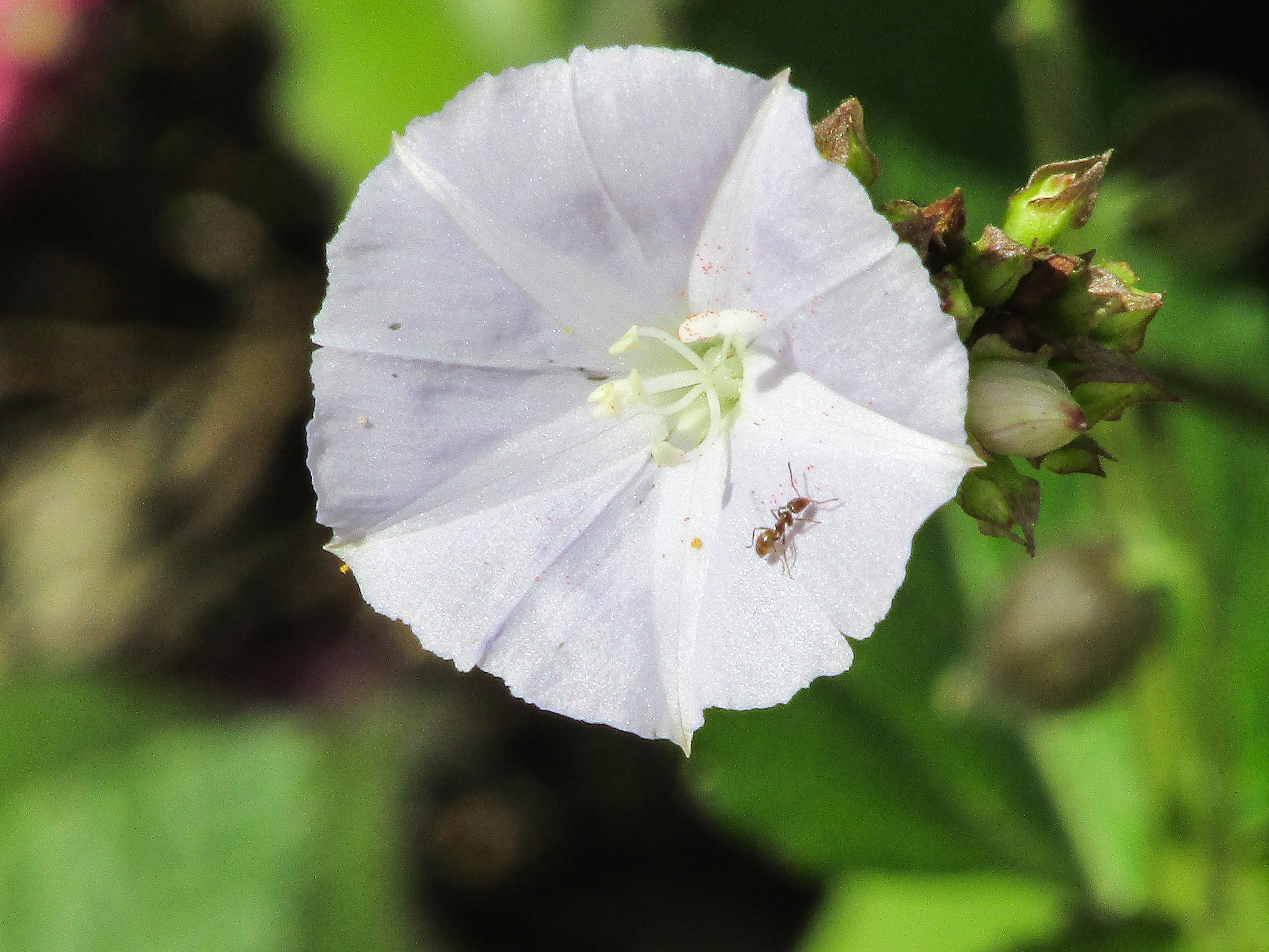 AntFlower.jpg