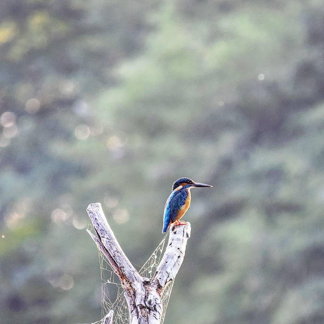 the Eurasian kingfisher.jpg