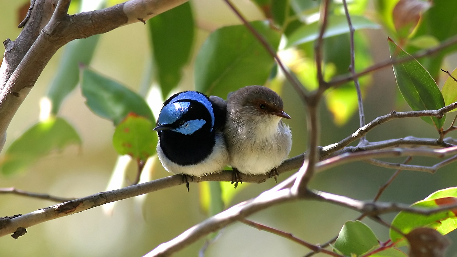 Superb Fairywren n7.jpg