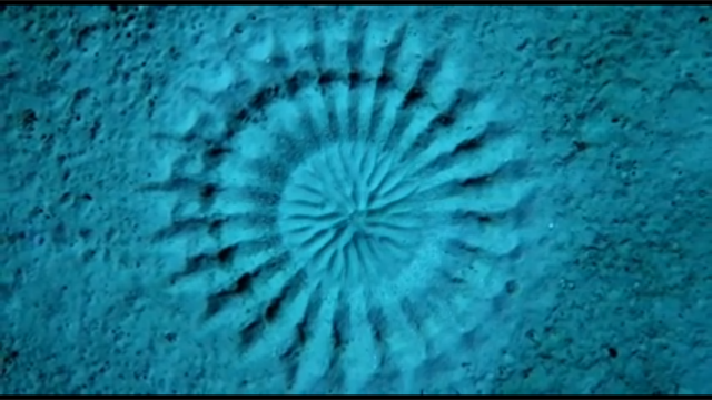Screen grab of a circular sand sculpture created by the Japanese pufferfish.