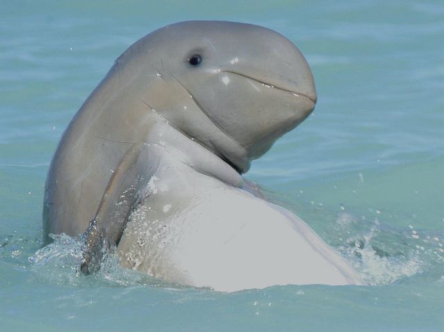 28_dolphin.jpg