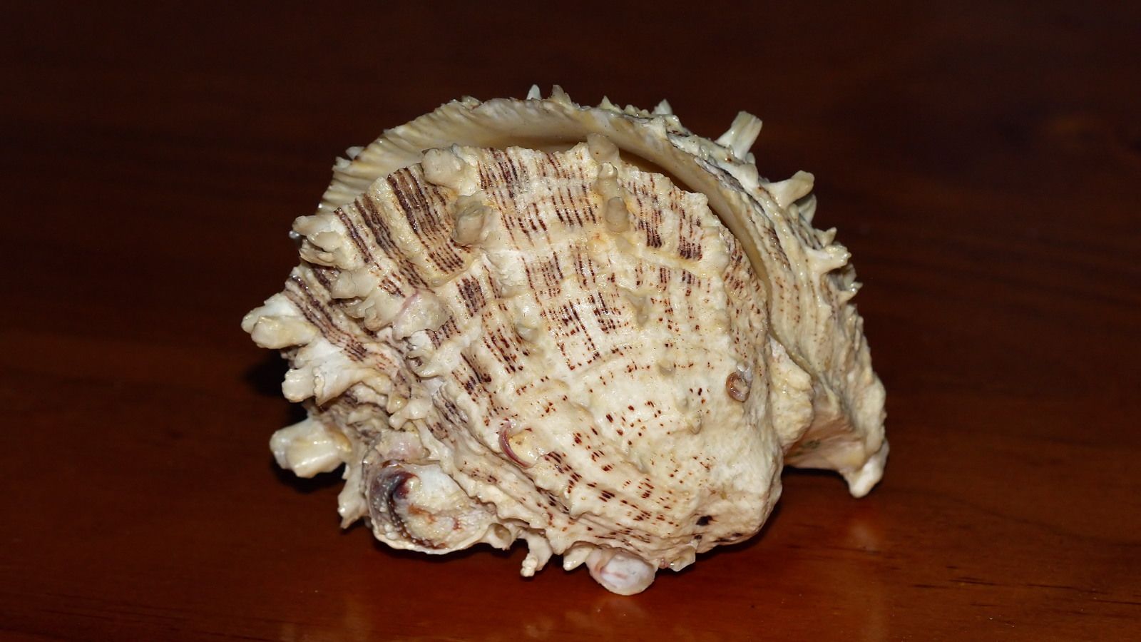 Spondylus 2018-04-13 n5.jpg