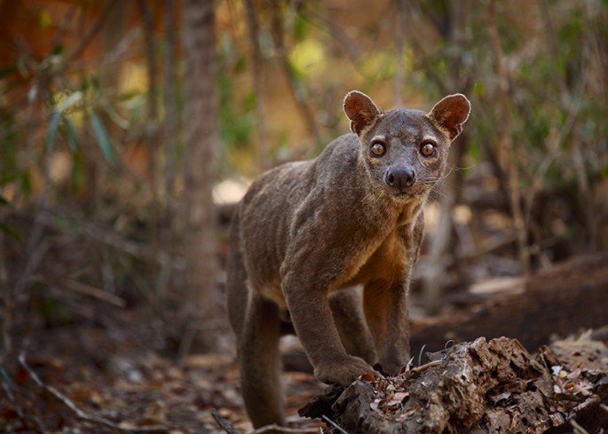 Fossa_Shutterstock-685x489.jpg