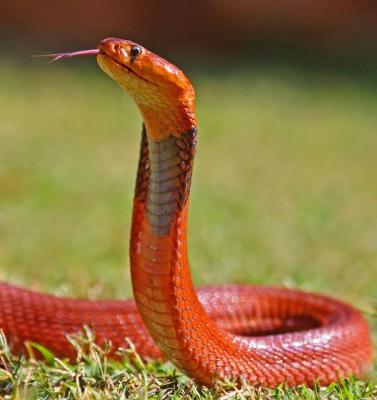 snakes001.jpg