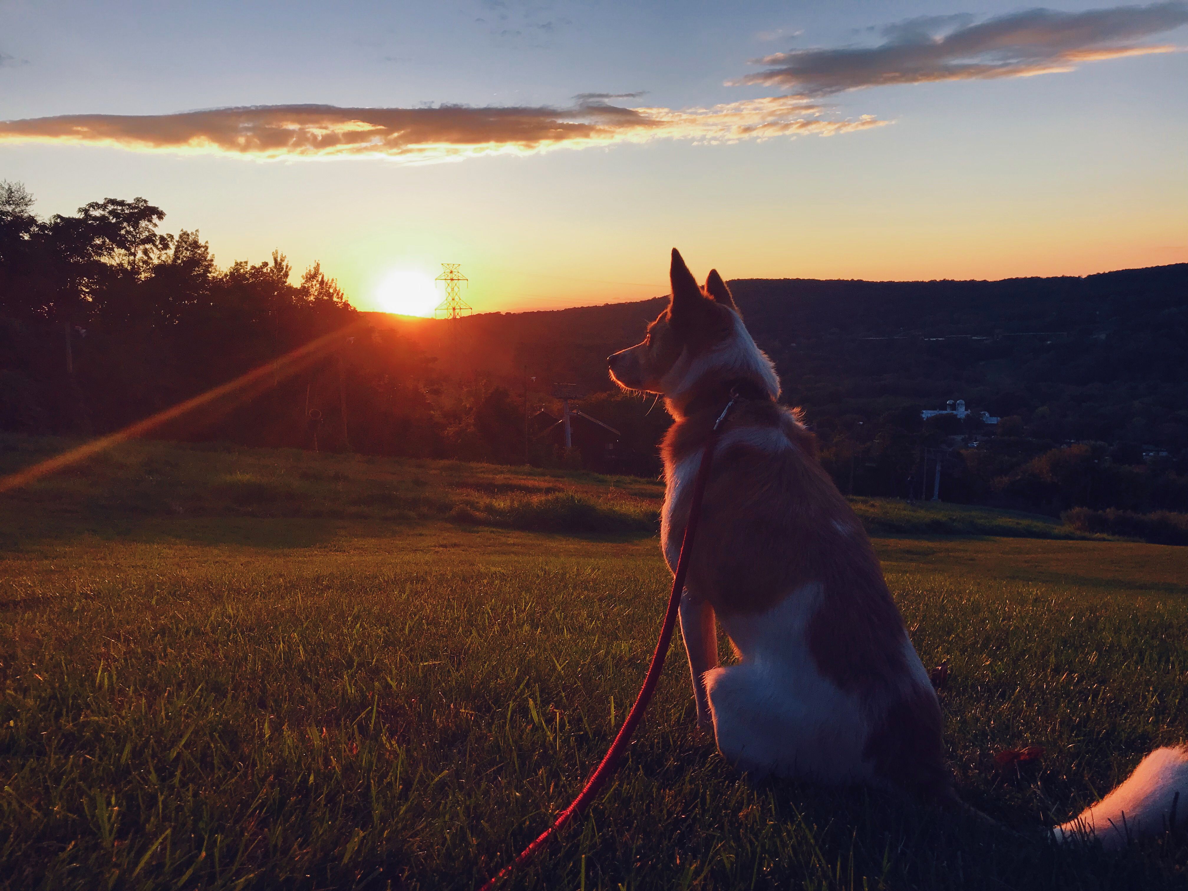 golden-hour-doggo-bogey.jpg