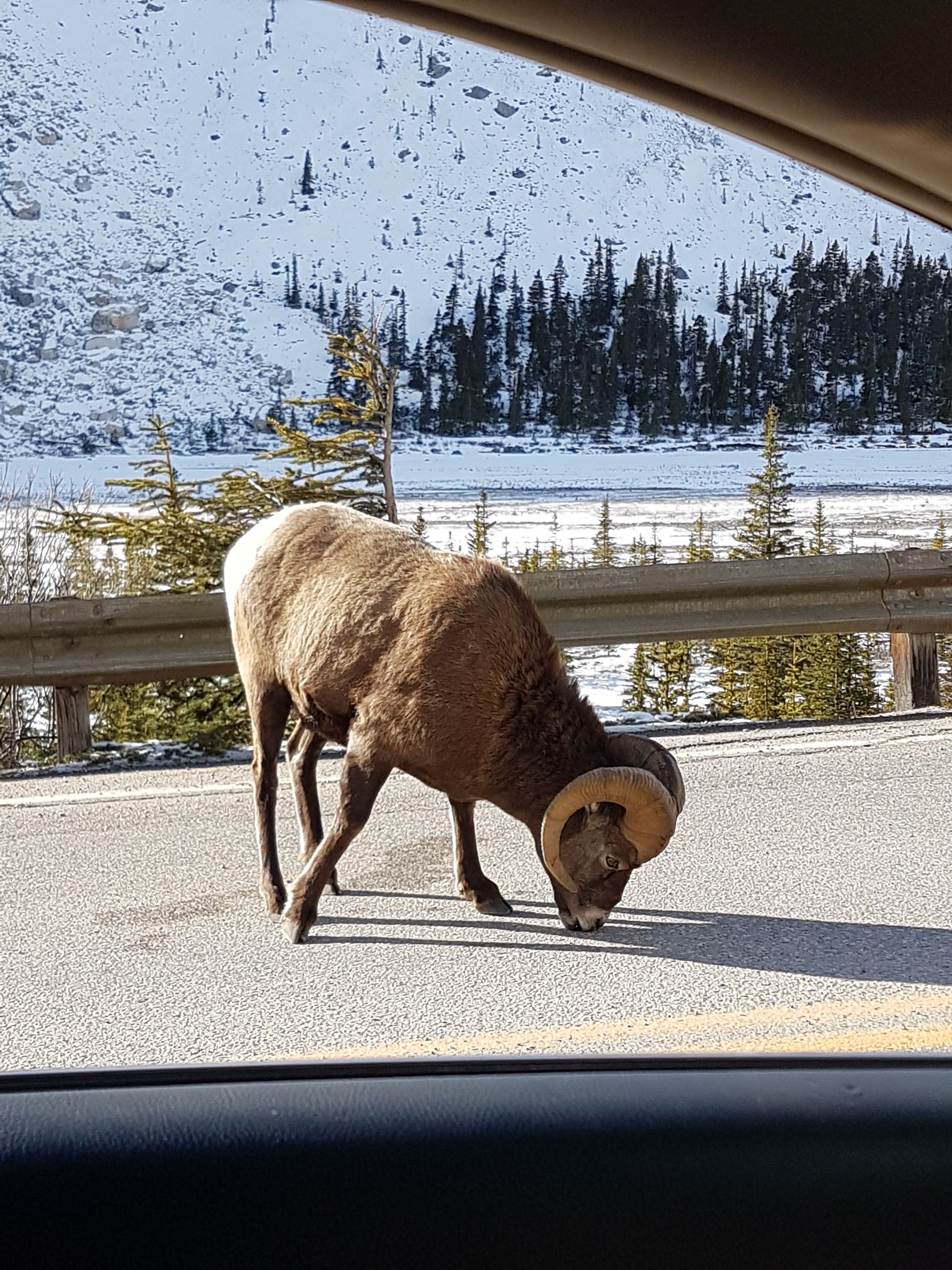 #5 Ram licking salt on road.jpg