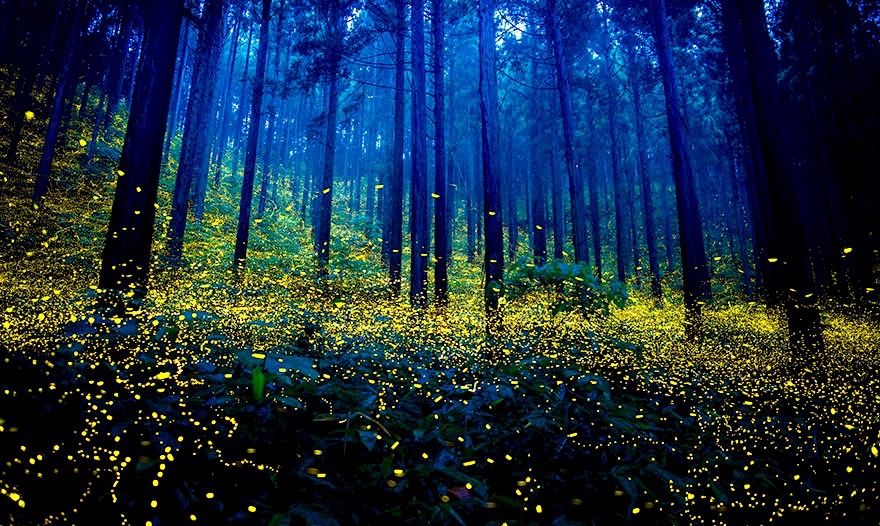 fireflies-long-exposure-photography-2016-japan-10-yu-hashimoto.jpg